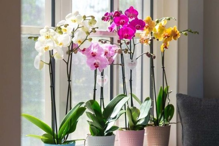 quanto custa ter plantas com flores dentro de casa