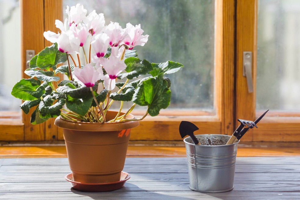 quanto custa ter plantas com flores dentro de casa