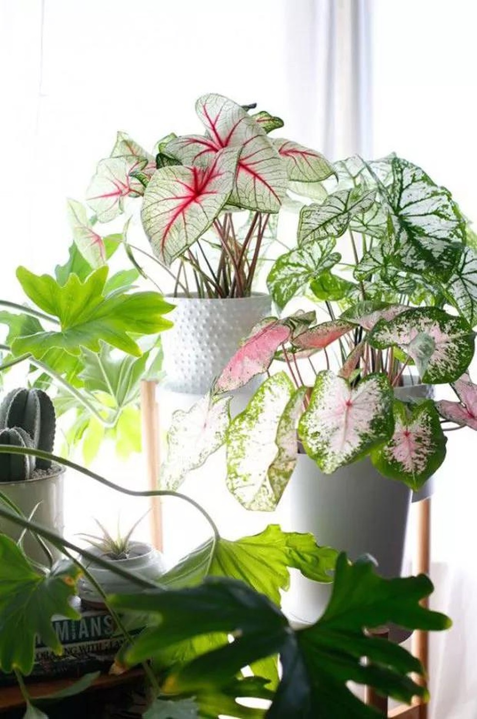 plantas para dentro de casas com flores