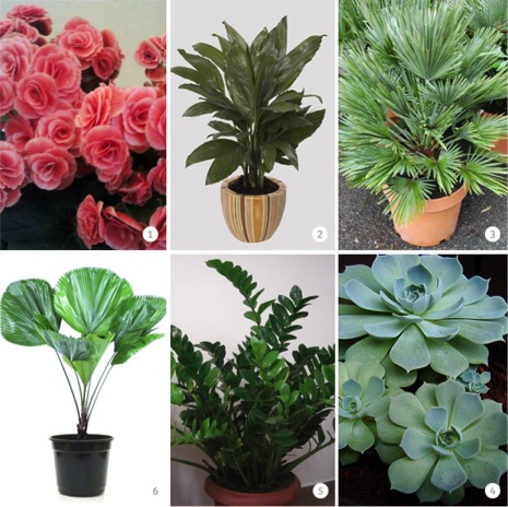plantas com flores que nao precisam de sol