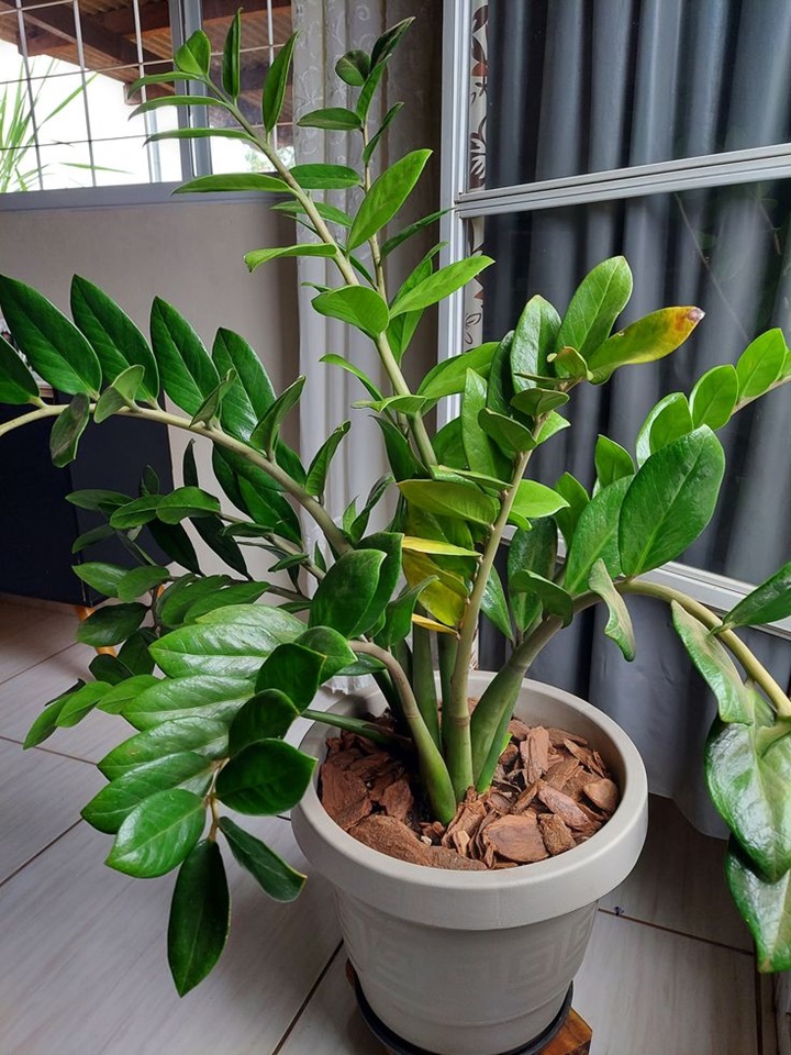 plantas que afastam mau olhado e inveja