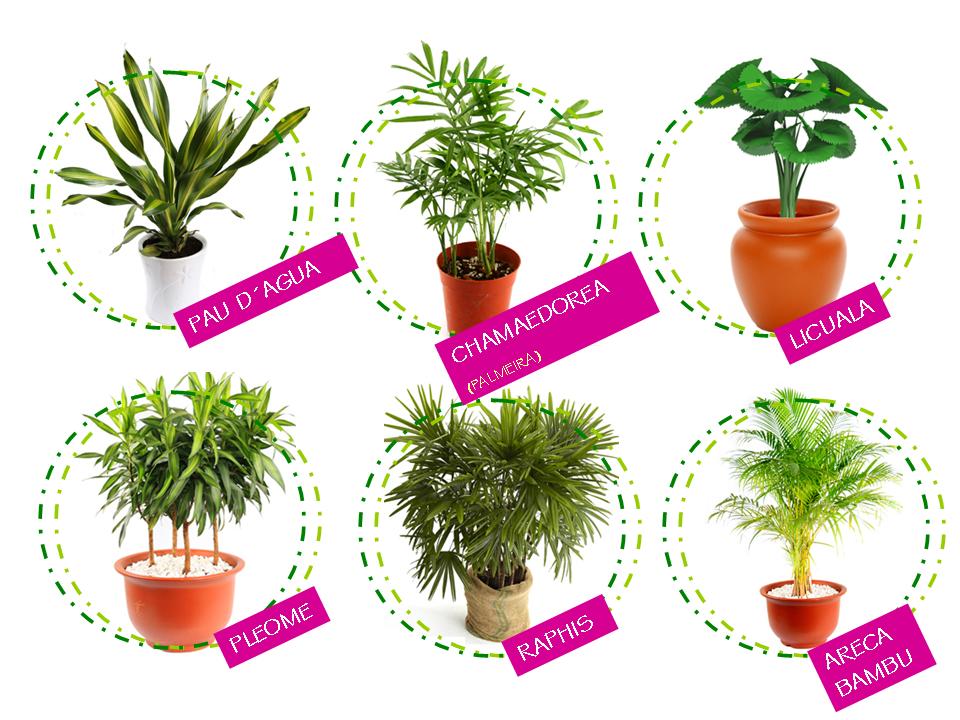 plantas de interior para proteção energética