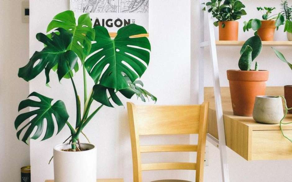 feng shui plantas para harmonia do lar