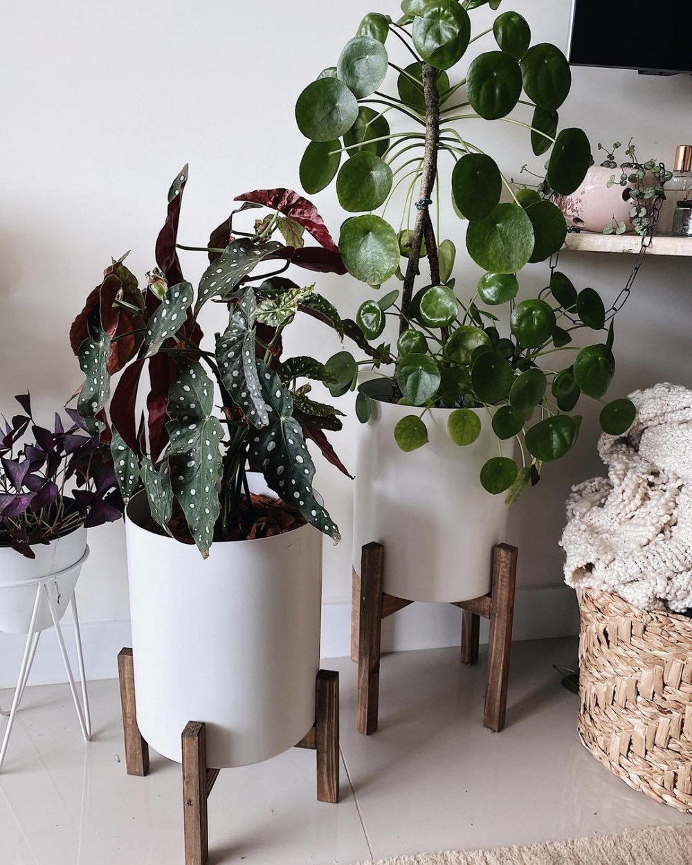 como usar plantas para melhorar a energia da casa