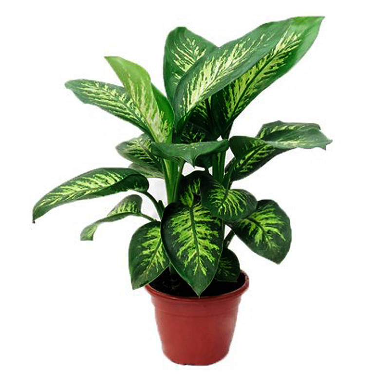 plantas que trazem sorte e dinheiro