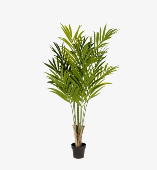 plantas para ambientes internos com pouca luz e energia positiva