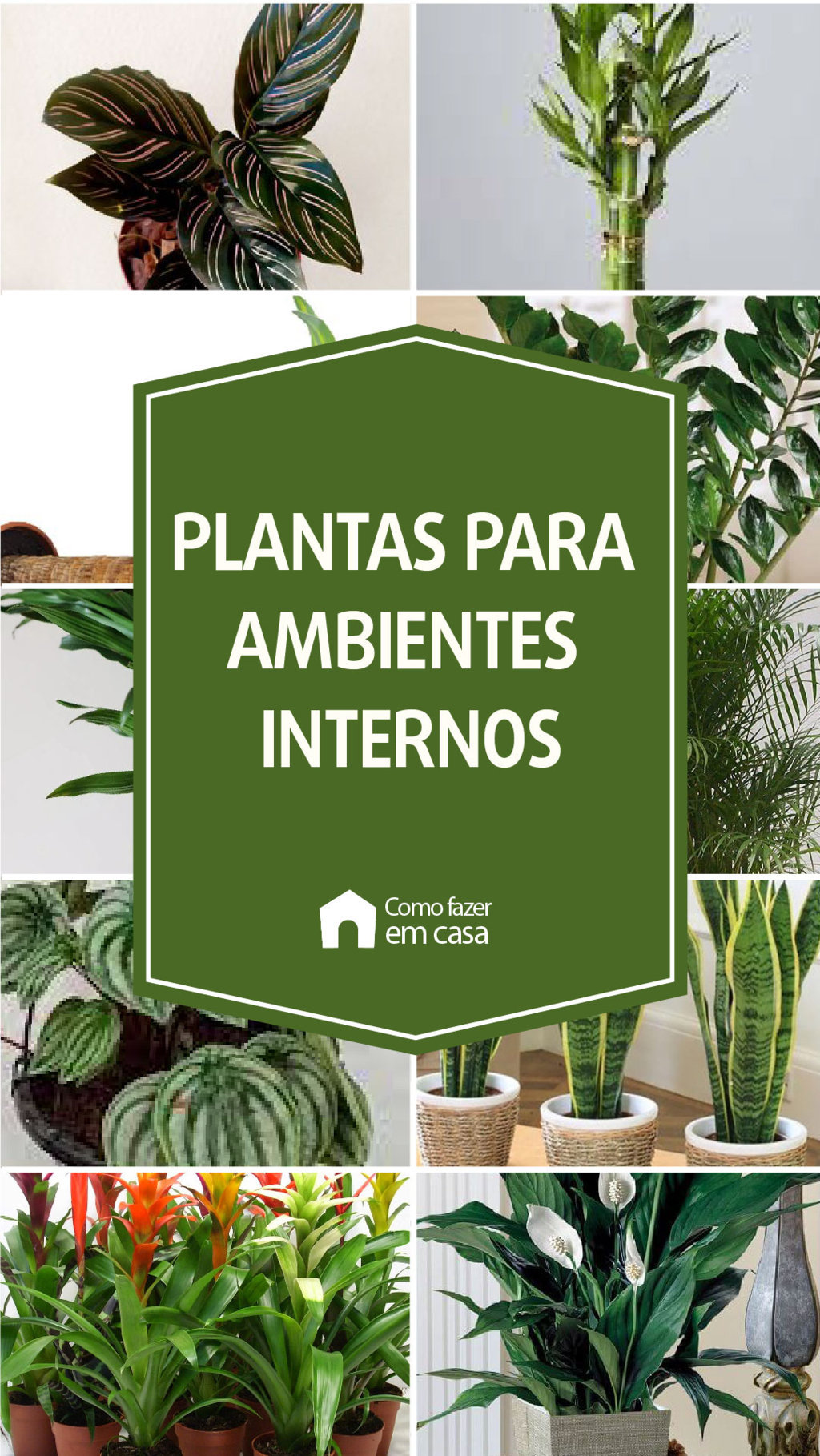 melhores plantas para dentro de casa com pouca luz