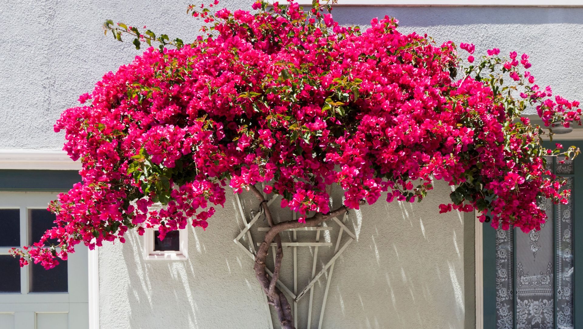plantas com flores para frente de casa
