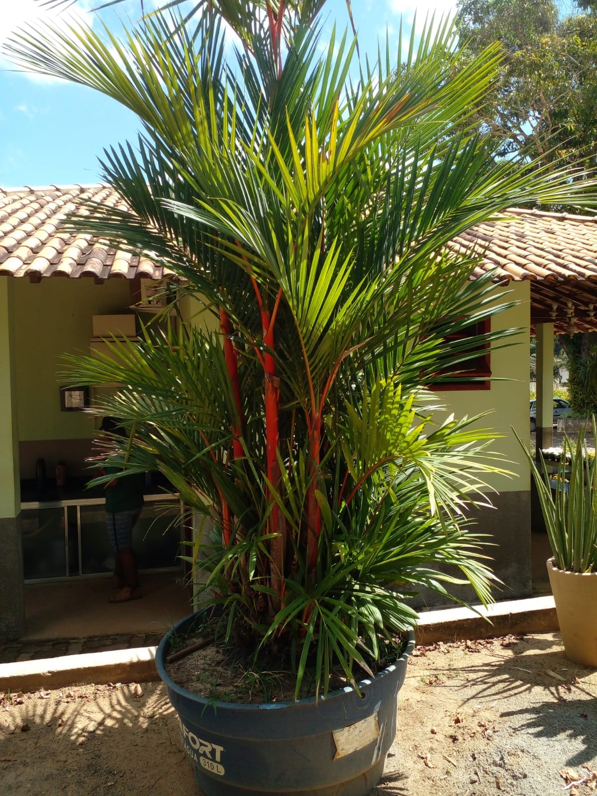 quanto custa plantar um jardim pequeno