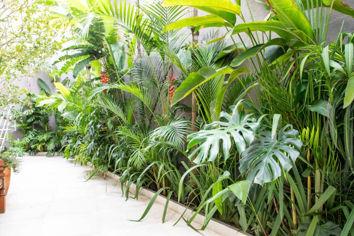 melhores plantas para jardim com pouco sol