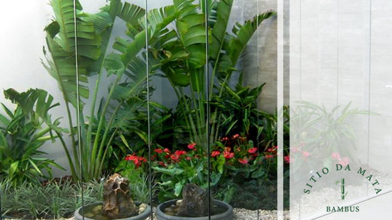 melhores plantas para jardim de inverno com pouca luz