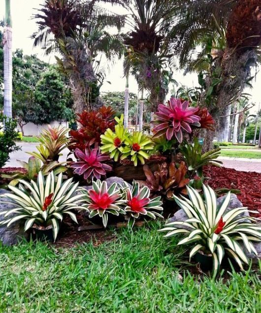 plantas para sol pleno em jardim pequeno
