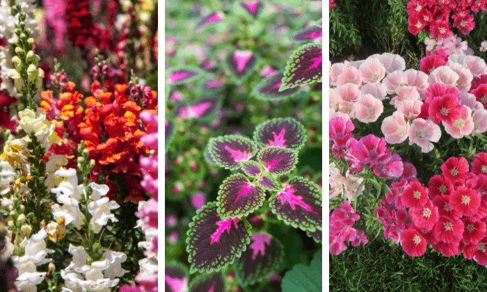 plantas para sombra em jardim pequeno