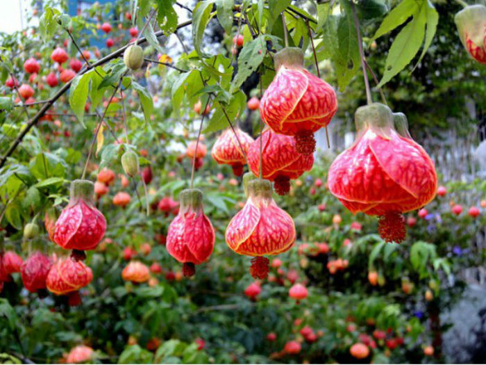 decoração de jardim pequeno