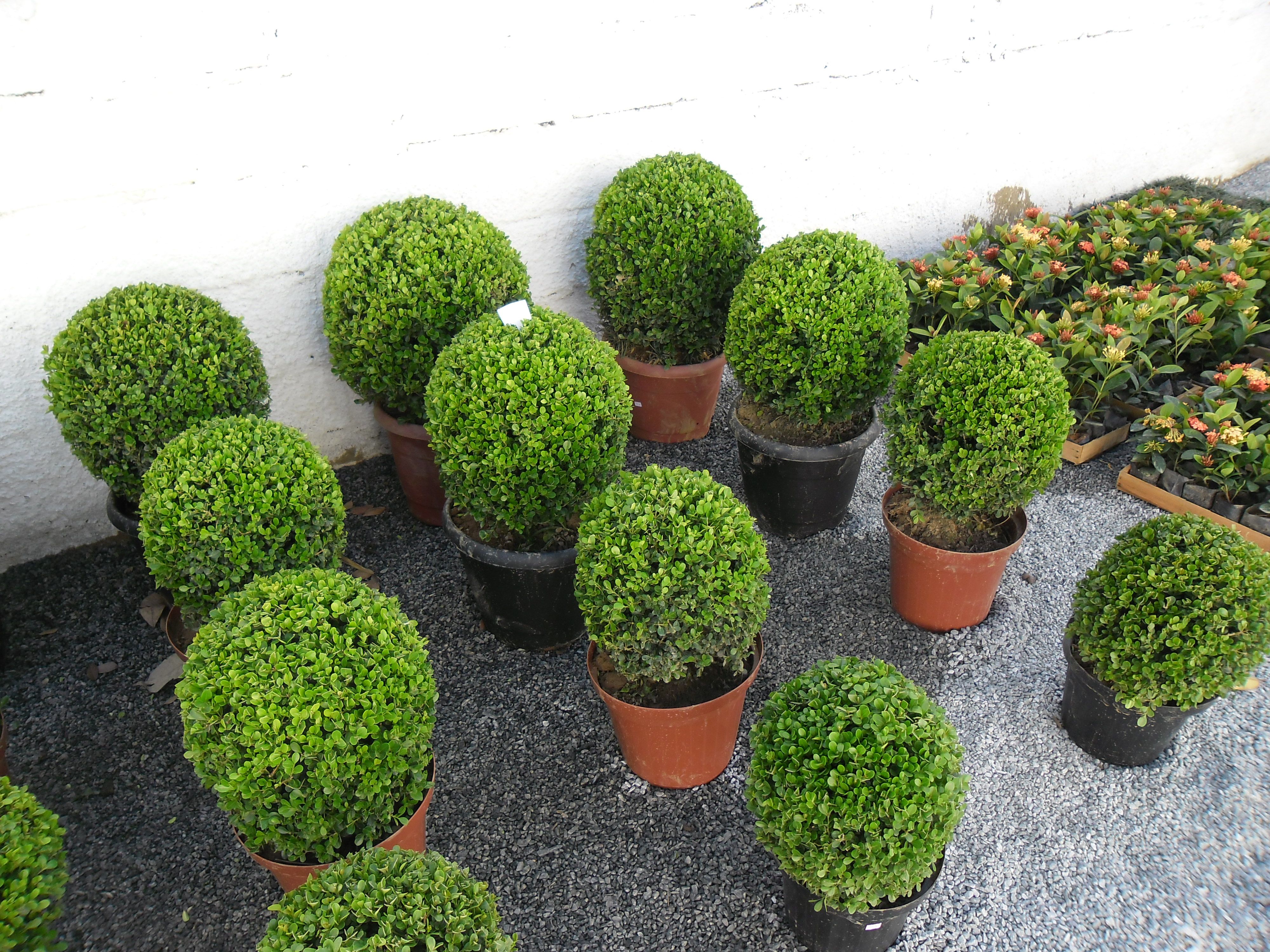 plantas para varanda pequena