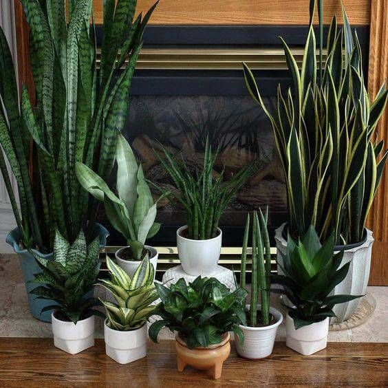 plantas para apartamento pequeno