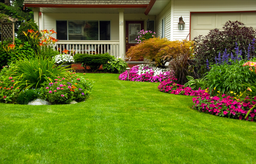 plantas de exterior para jardins compactos
