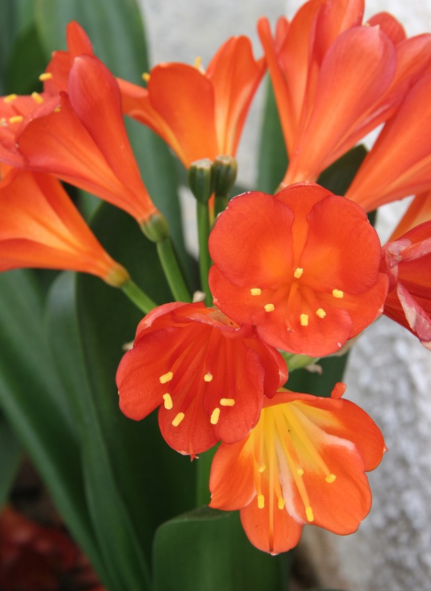 melhores plantas para varanda meia sombra