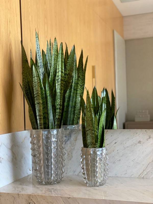 quanto custa ter plantas no banheiro