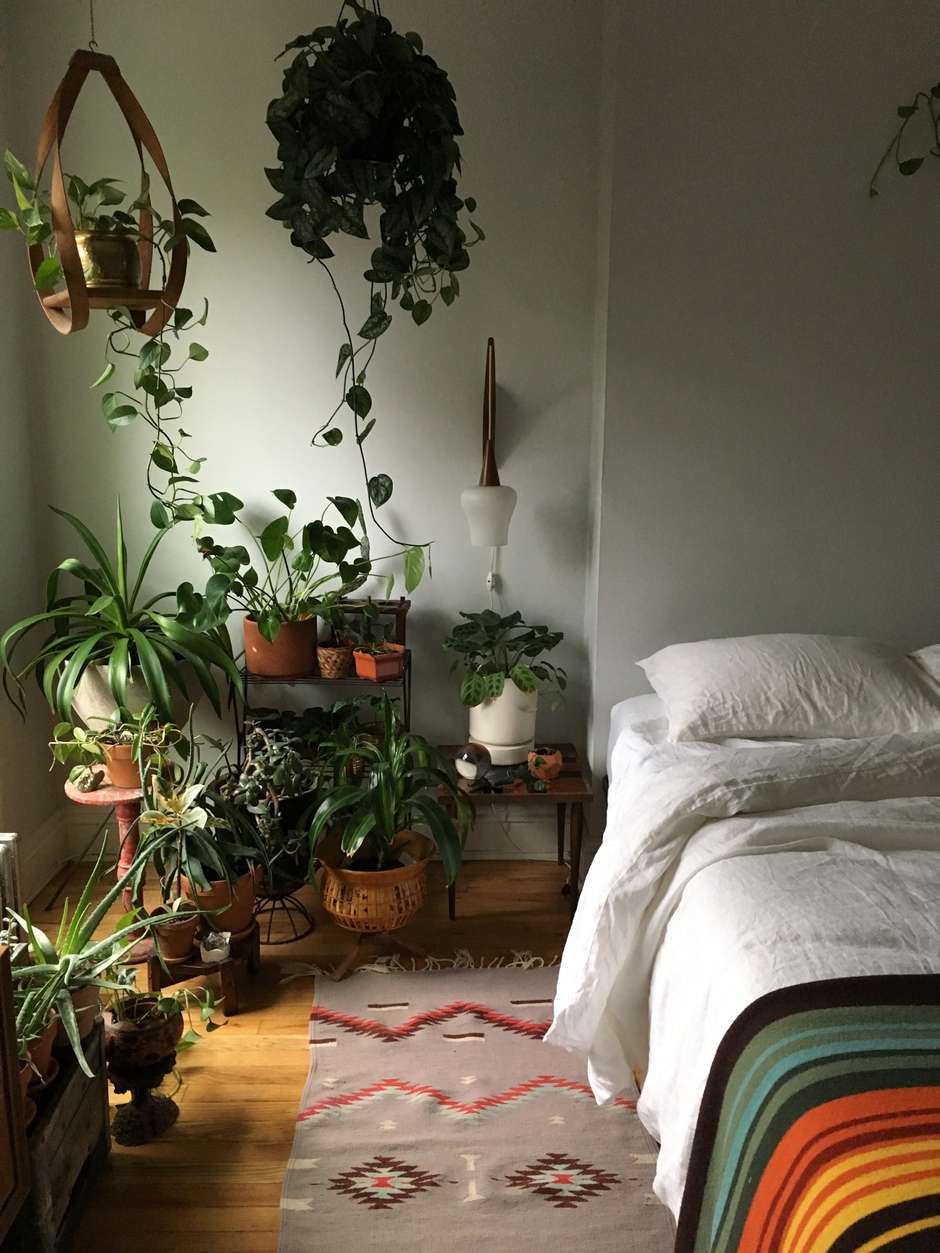 plantas para quarto que não morrem