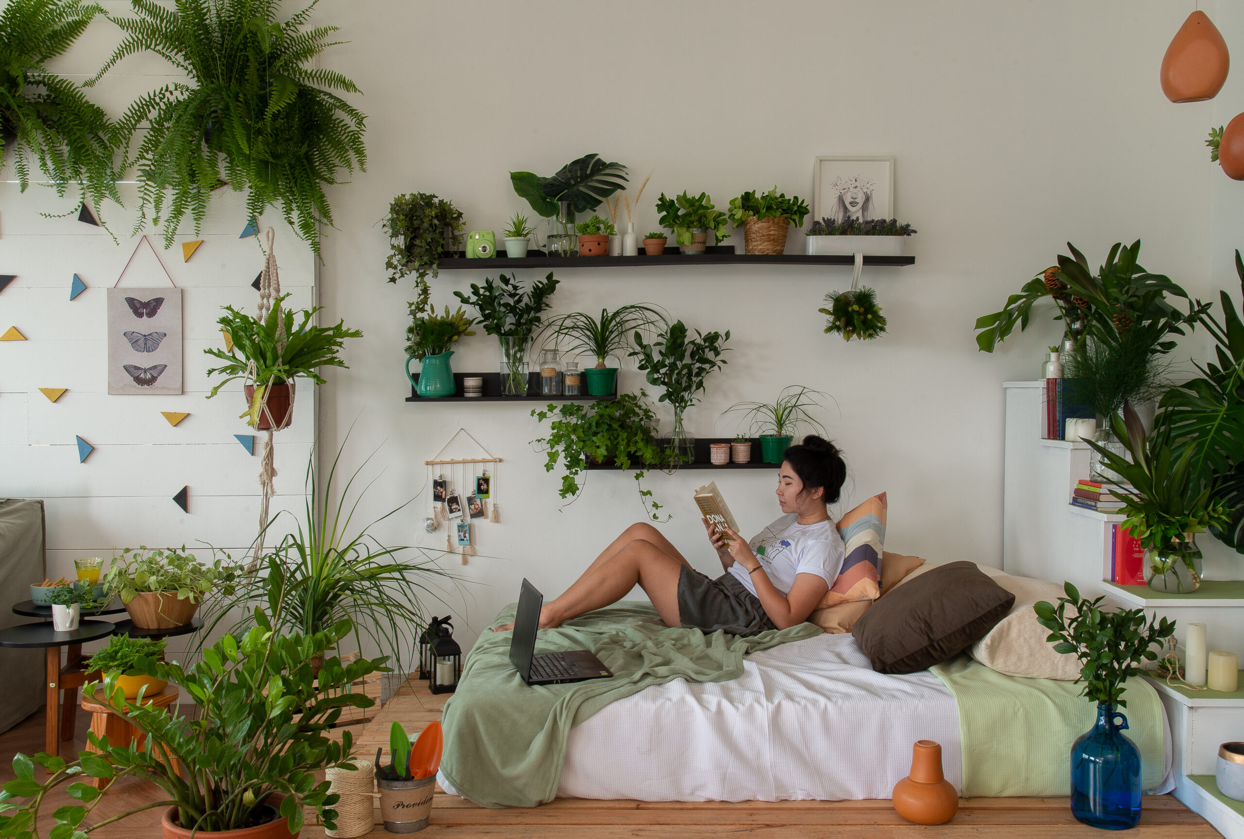 melhores plantas para quarto pequeno