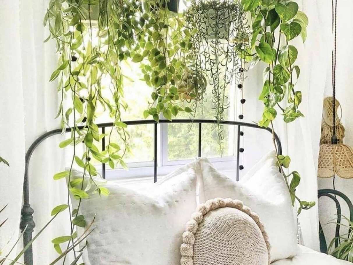 plantas para quarto que não morrem