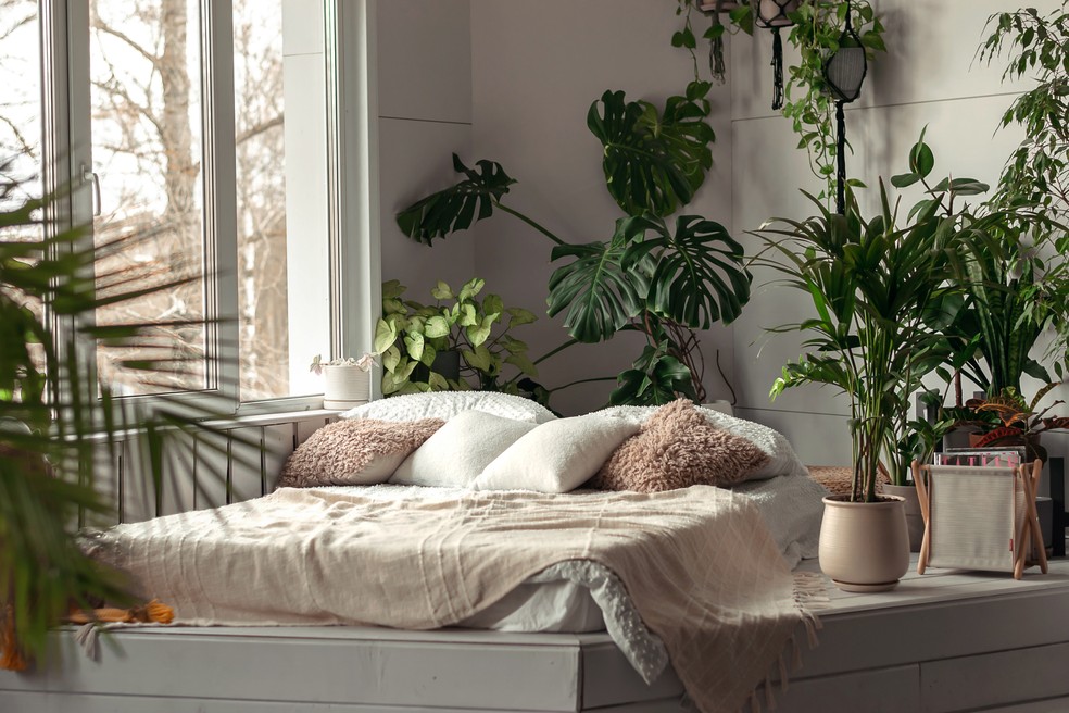 plantas para quarto com pouca luz