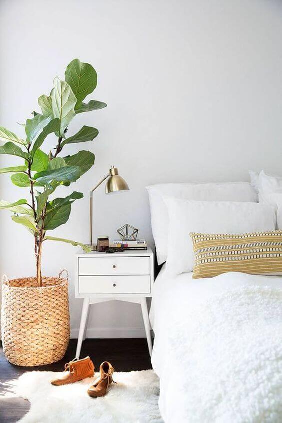 plantas que liberam oxigênio à noite
