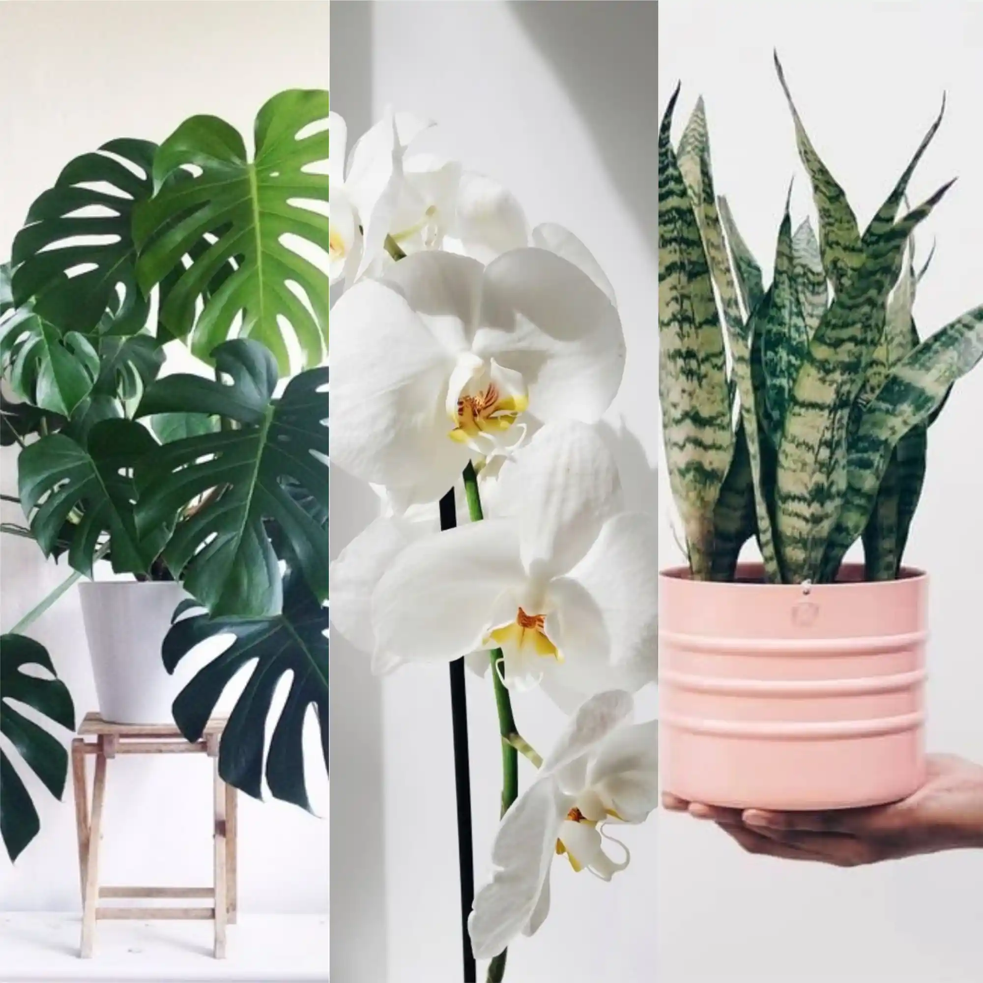 planta de presente para apartamento pequeno