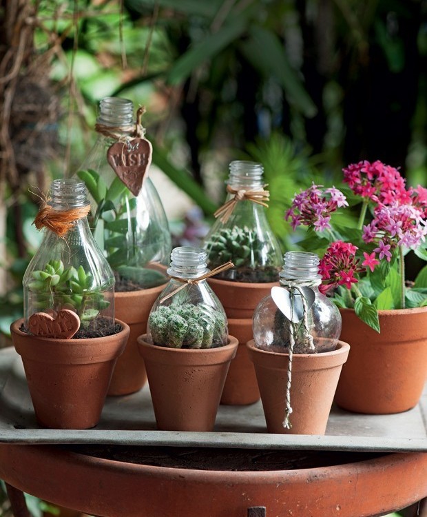 erros ao escolher planta de presente