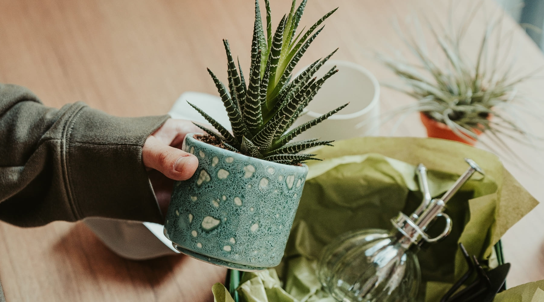 plantas para presentear vs flores cortadas