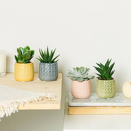 planta de presente para apartamento pequeno