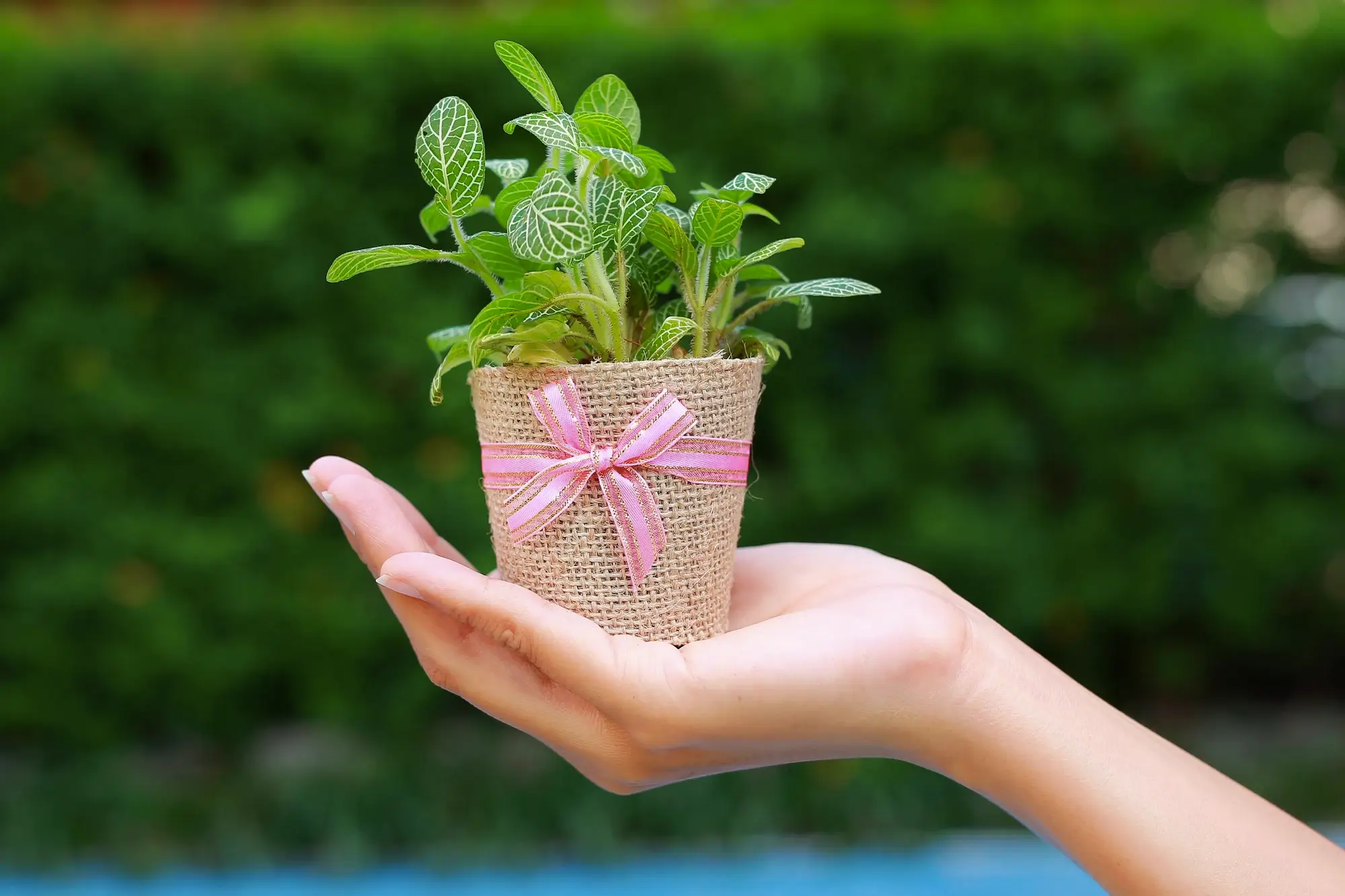 plantas para presentear