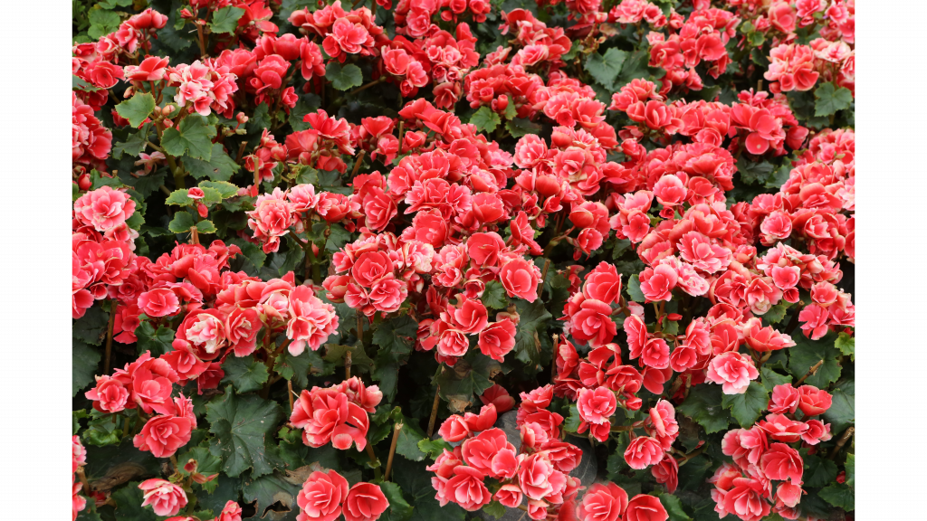 plantas para presentear com significado especial