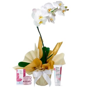 plantas para presentear vs flores cortadas