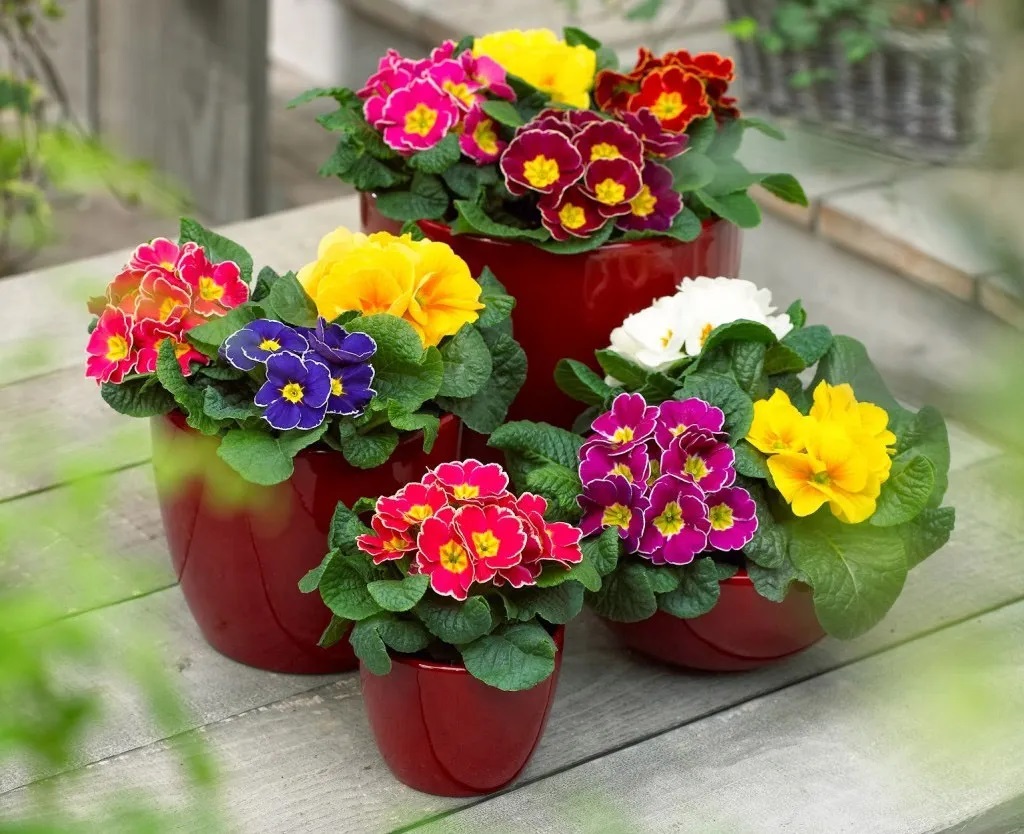 planta de presente para apartamento pequeno