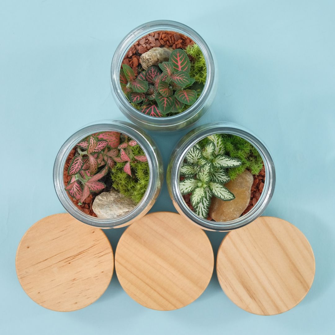 plantas para presentear com significado especial