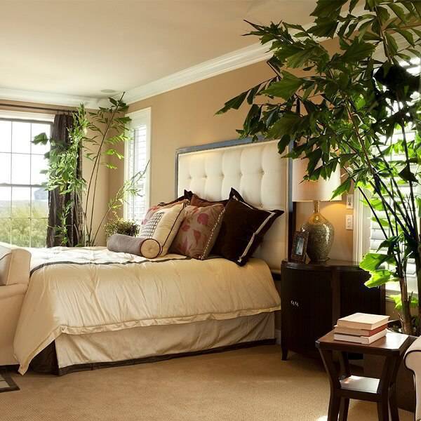 melhores plantas para quarto de casal com pouca luz