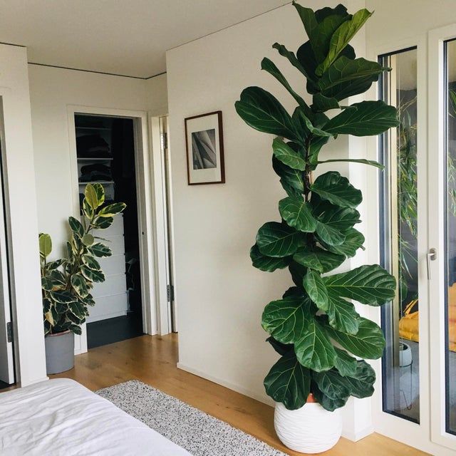 plantas purificadoras de ar para quarto