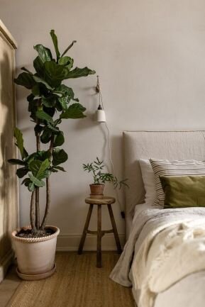 plantas relaxantes para quarto