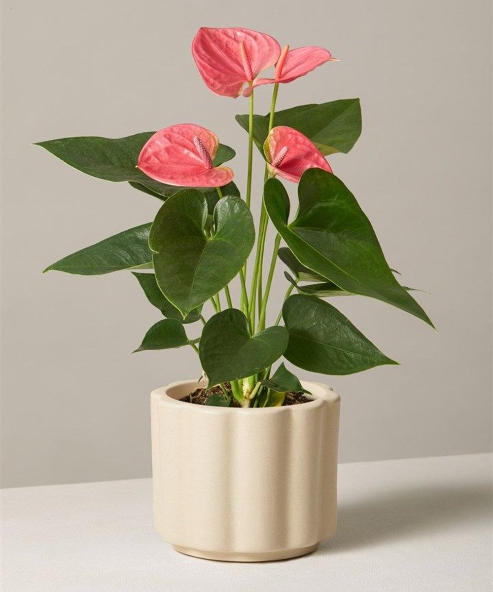 plantas seguras para quartos com pets