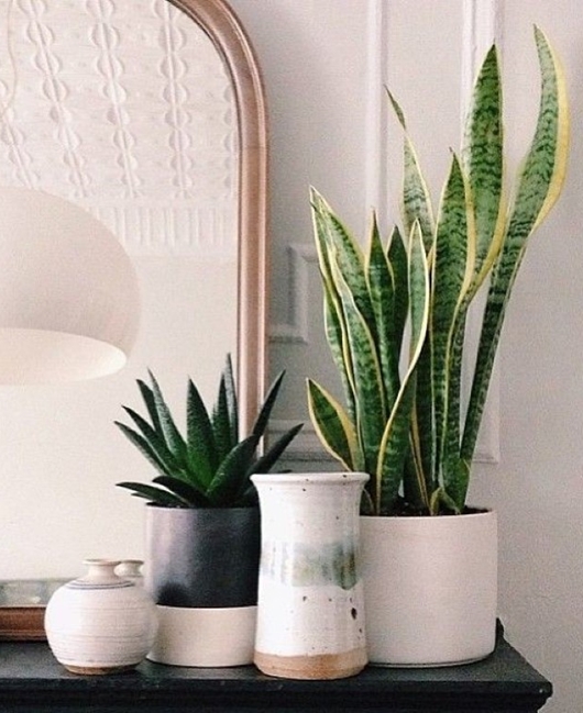 mitos sobre plantas no quarto