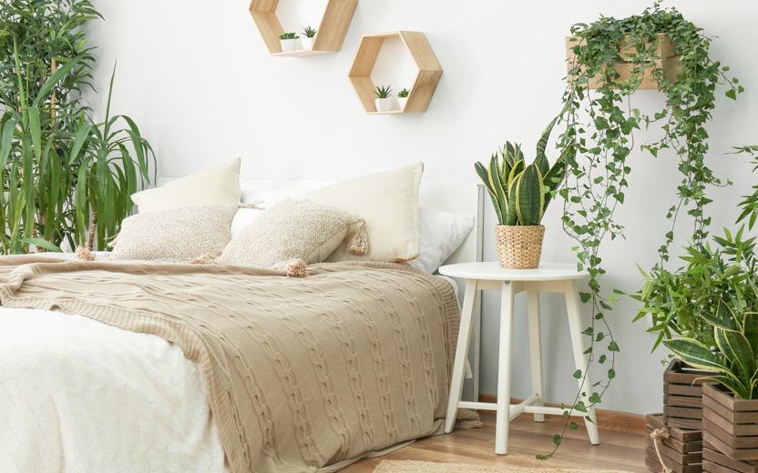plantas que melhoram o sono