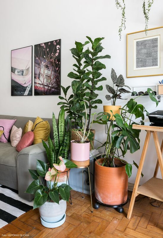 plantas de interior para sala
