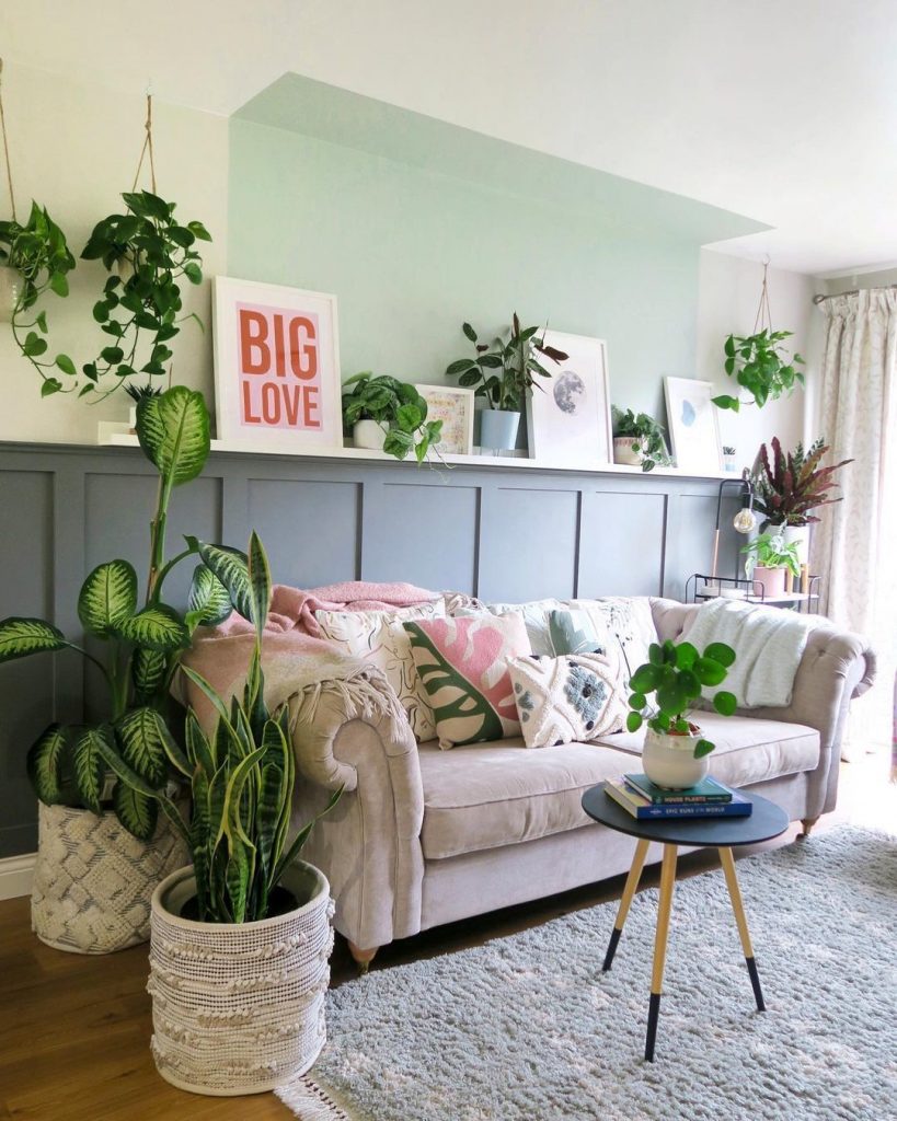 plantas que não precisam de sol