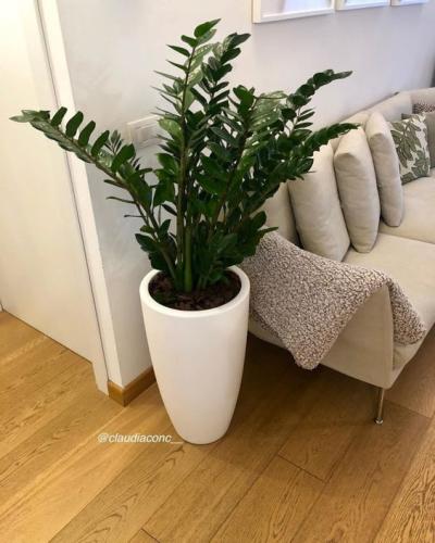 plantas pendentes para sala