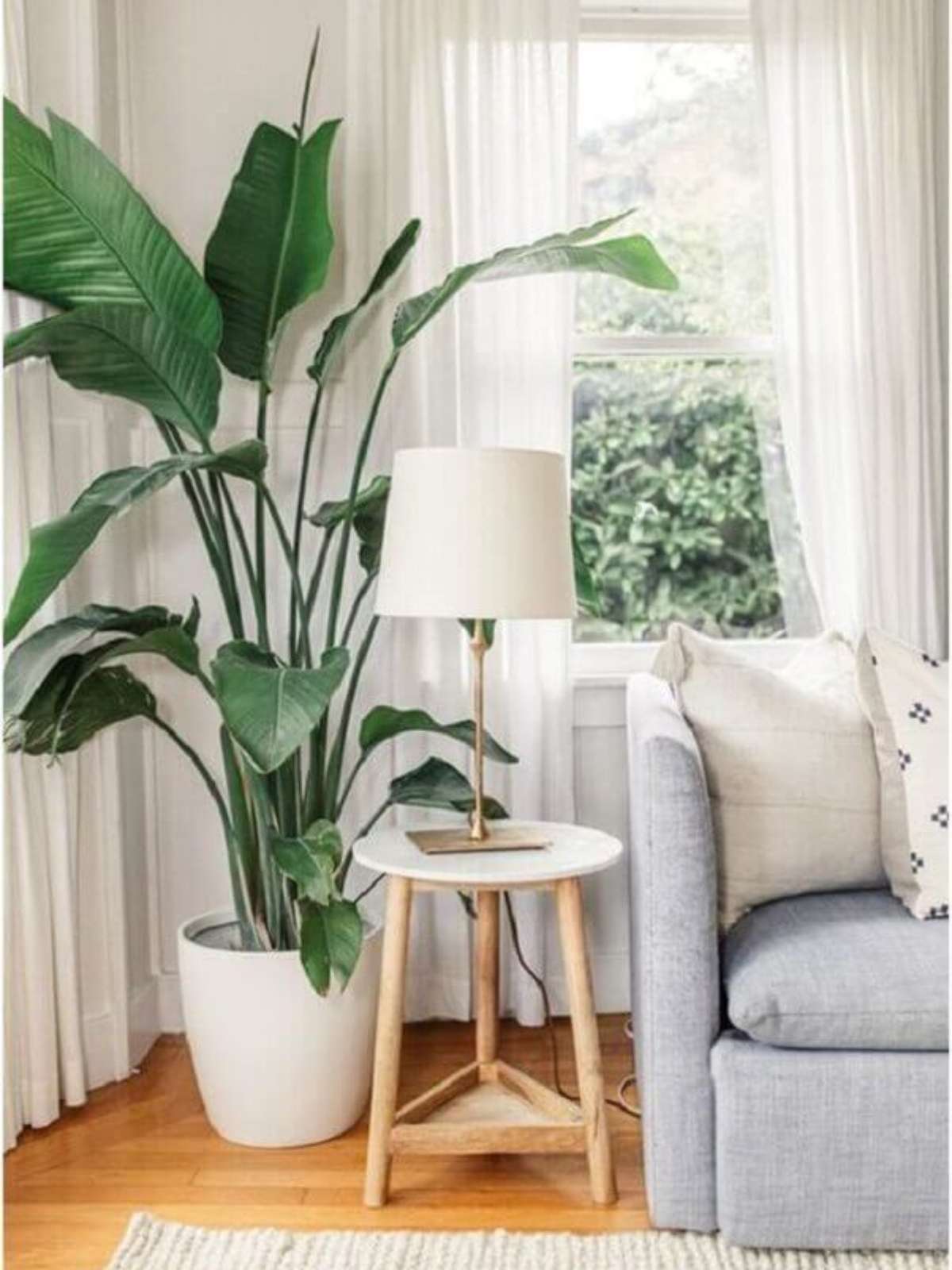 plantas para apartamento pequeno