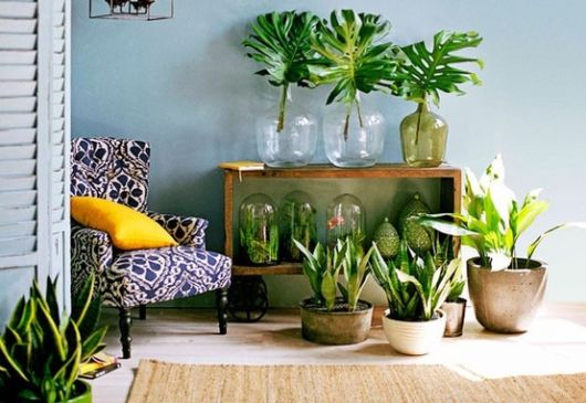 plantas de interior para sala
