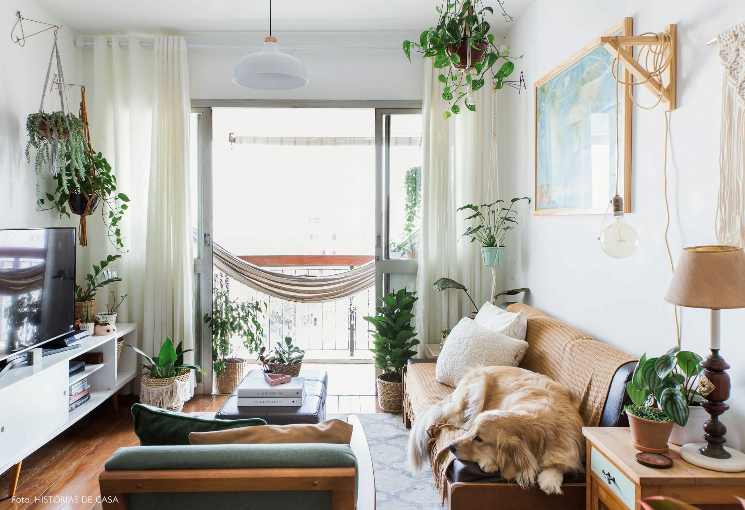 plantas fáceis de cuidar sala
