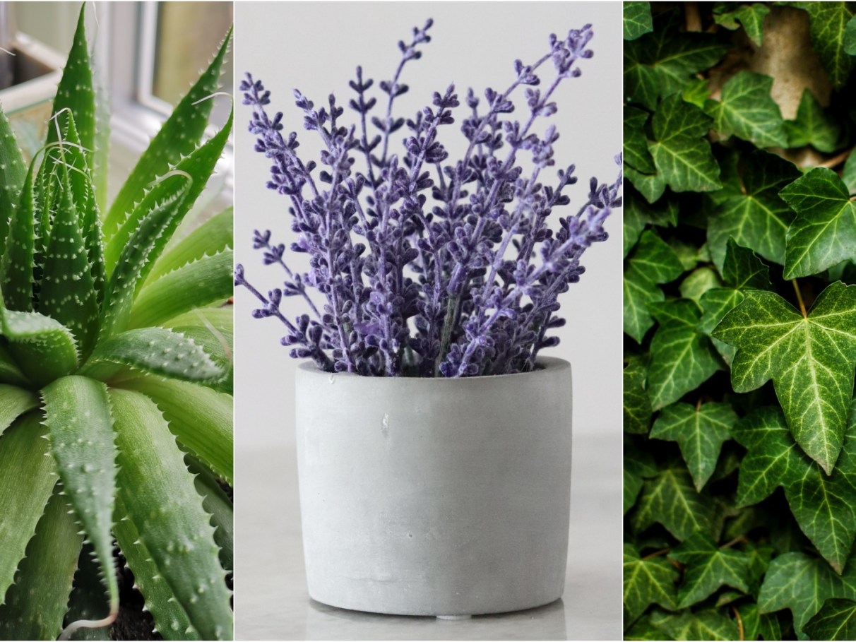 erros comuns ao ter plantas no quarto